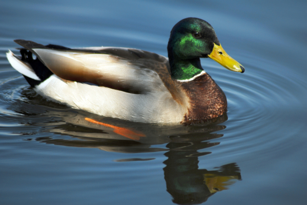 what-are-waterfowl-brantamedia