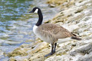 Canada Goose