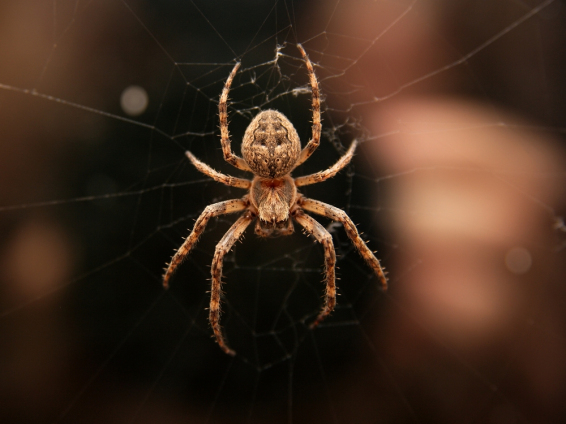 Closeup of a cross spider in its web