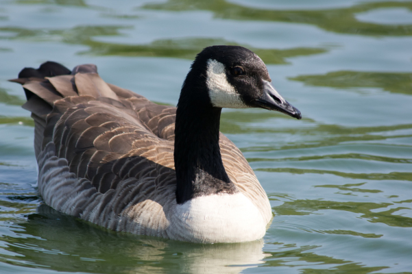 Canada Goose in Water