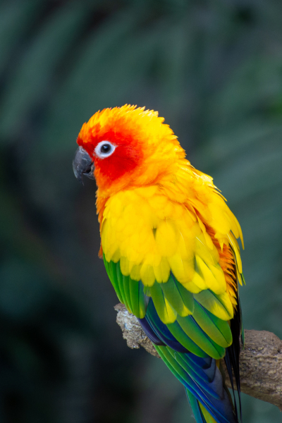 Aja lechuga agujas del reloj Parrots Of The World: Sun Parakeet – BrantaMedia.com